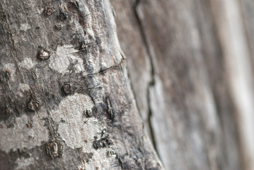Close up abstract tree bark texture background