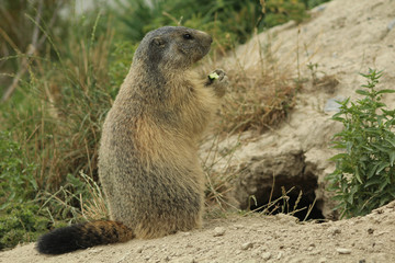  marmotte dans les alpes en france