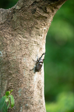 カブト虫
