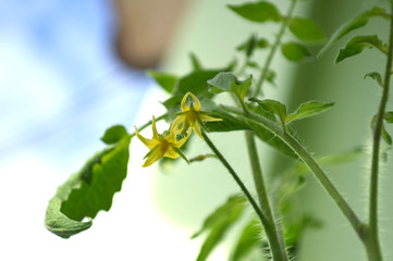 Tomato flower, Solanum sp., Central of Thailand