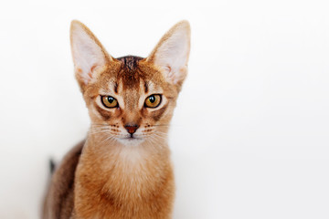 Abyssinian kitten. Close-up portrait