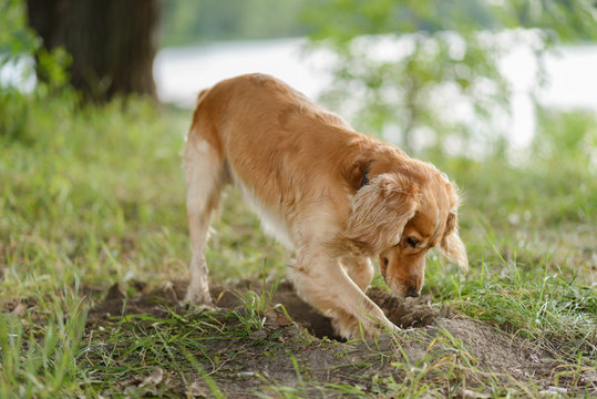 how do you stop a dog from digging in the garden