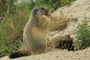 marmotte  mangeant dans les alpes en france