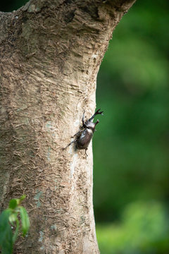 カブト虫
