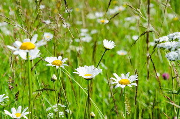 large green meadow with beautiful daisies in sunny weather