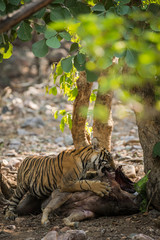 A tiger cub on kill of sambar