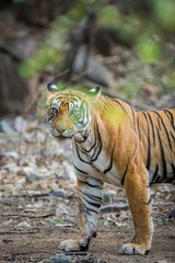 A tiger from dry hill forest Ranthambore National Park