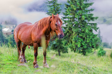 brown horse on the pasture in the mountains