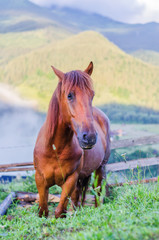 brown horse on the pasture in the mountains