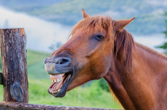 Smiling Horse Stock Photos, Images and Backgrounds for Free Download