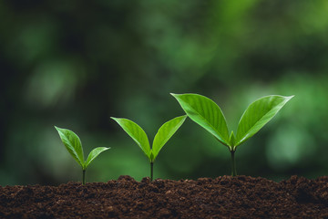 Young tree Tree Planting Tree care Watering a tree in nature,Growing trees Three  