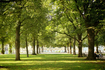 Fototapeta na wymiar Munich cityscape, Hofgarten park in center city, summer view, alley framed by trees with comfortable shade