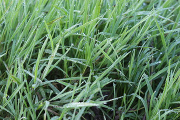 Grass in drops of dew