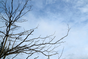 Fototapeta na wymiar silhouette branch dry tree, concept abandon land, danger, ghost