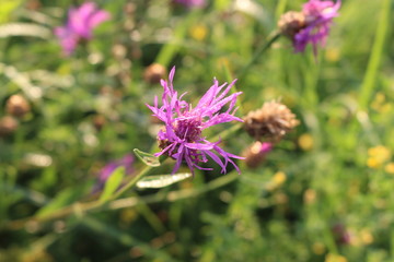  Pink flower grows in the meadow
