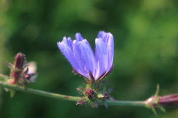 Fototapeta na wymiar Blue chicory flower blooms in a meadow