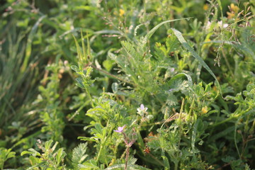 Grass grows in a meadow