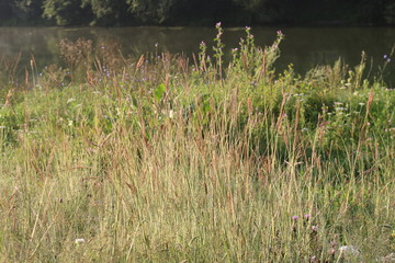 Grass grows in a meadow