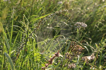  Spider weaved web on grass