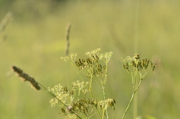 beautiful field landscape