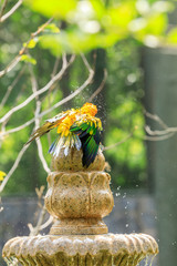 dusky lory bathing in the garden on a hot summer day