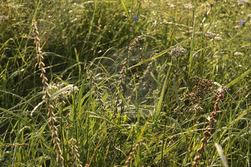  The web in the droplets of dew is beautiful in the sun