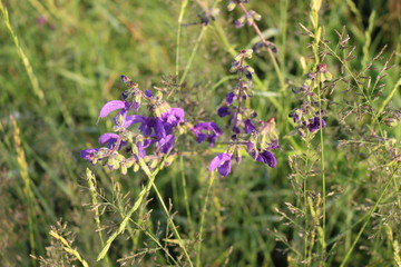 Purple flowers bloom in a meadow