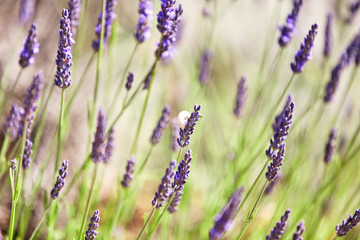 Lavender flower head close up. Bright green natural background.