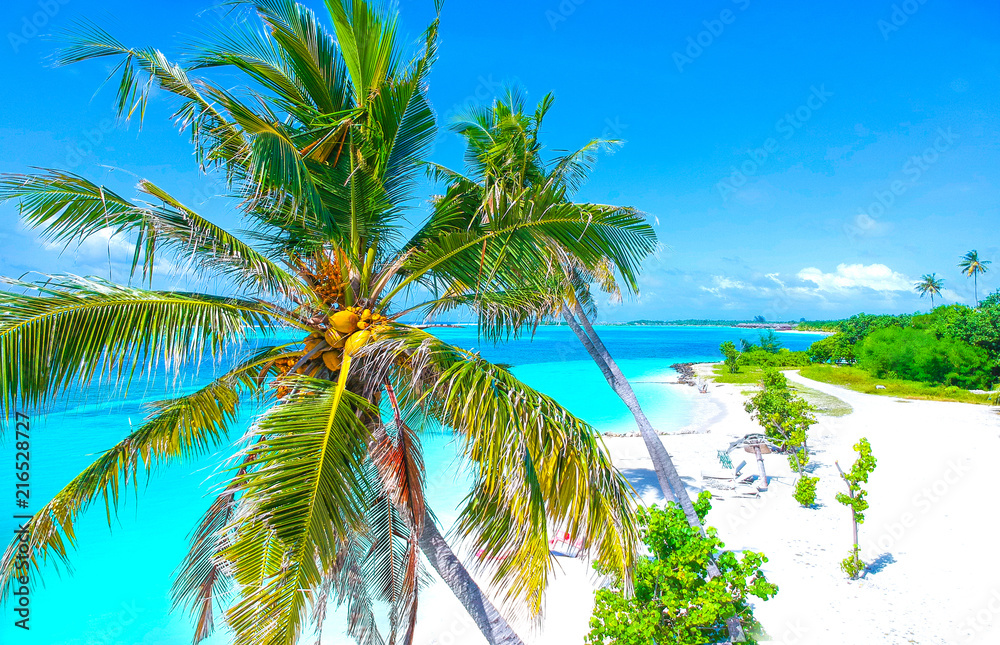 Poster Palm trees on the sandy beach and turquoise ocean from above