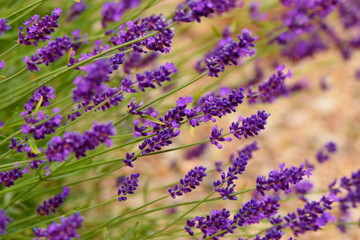 Blooming lavender in garden (violet flowers)