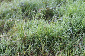 Grass in drops of dew