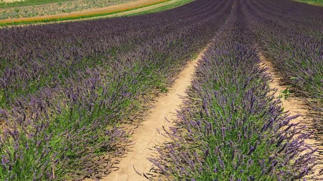 Straight rows of flowering purple garden lavender, flying butterflies collect farina far away, bees sip nectar, a row of orange calendula alongside of the field, dry ground