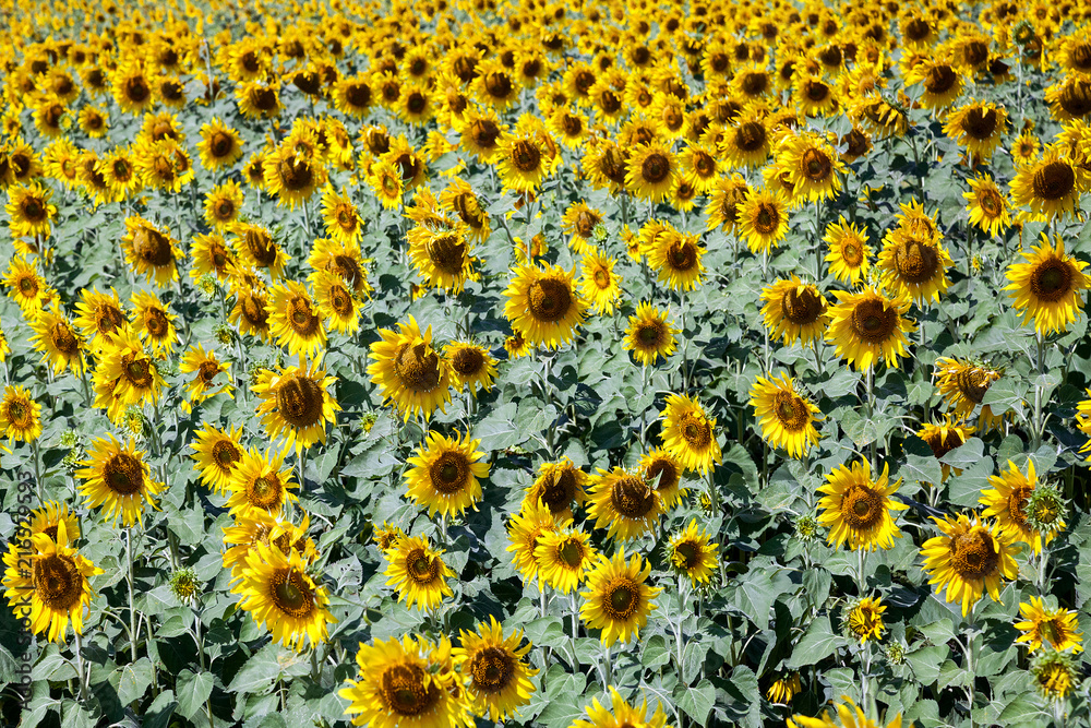 Wall mural color sunflower farm