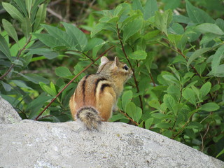 Chipmunk sitting on a rock in the woods
