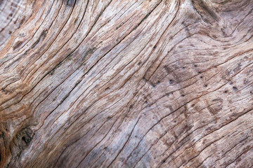 Obraz premium old wood background