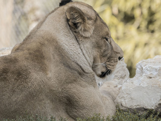 Lionne au repos