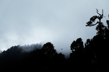 The story of the mystical forest