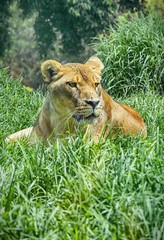 Leona sobre el césped