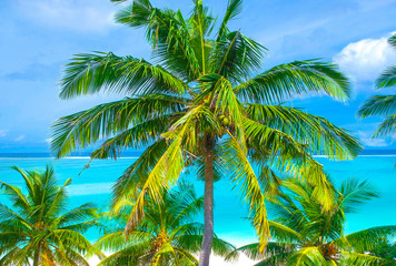 Palm trees on the sandy beach and turquoise ocean from above