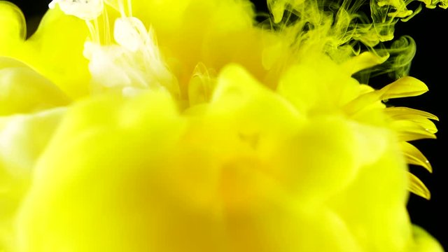 Amazing spreading of paint on a beautiful sunflower against black background.