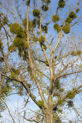 parasitic mistletoe plant