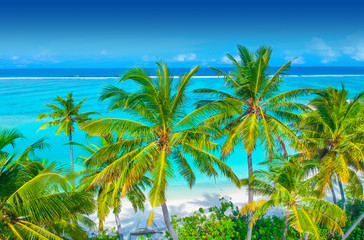 Fototapeta na wymiar Palm trees on the sandy beach and turquoise ocean from above
