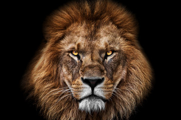 Face Lion King - obrazy, fototapety, plakaty