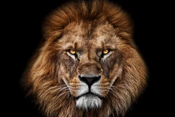 Vlies Fototapete Tieren Gesicht König der Löwen