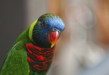 Parrot