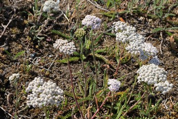 Achillea © uva51