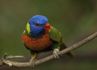 Parrot