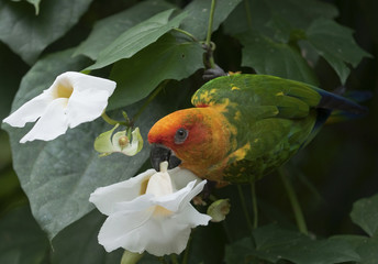 Parrot
