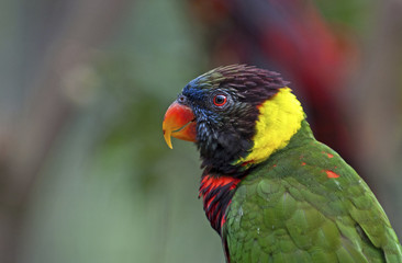 Parrot