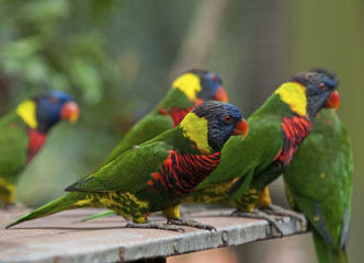 Parrot